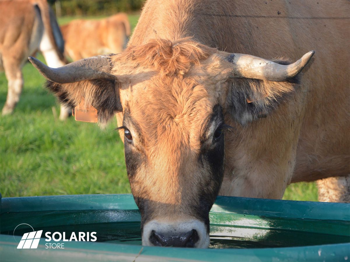 Abreuvoir à pompe solaire pour éviter l’abreuvement direct du bétail au cours d’eau